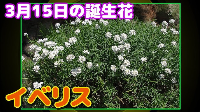 3月15日の誕生花 イベリス どんな花 あなたに送る花言葉は Youtube 3月15日の誕生花 イベリス どんな花 あなたに送る花言葉は Youtube