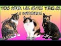 Todo Sobre Los Gatos Tricolor | 8 Curiosidades - SiamCatChannel