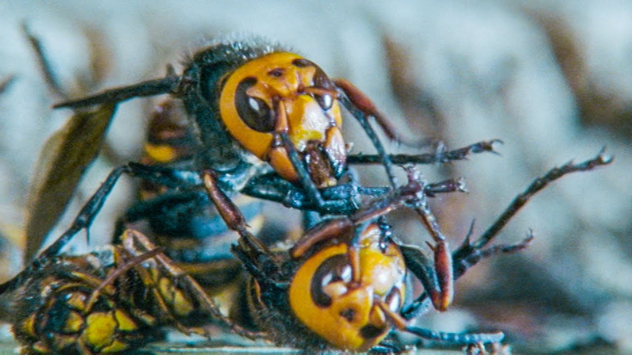 giant hornet