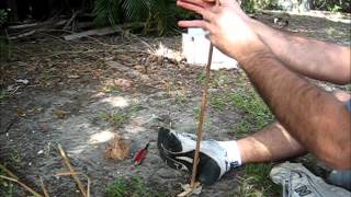 Hand Drill Fire - Cattail on Yellow Pine