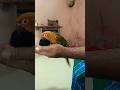 #comedy #funny #love #parrot #talkingparot #birdsounds #birds ❤❤❤