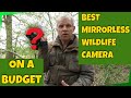 The Best Mirrorless Wildlife Photography Camera - On a BUDGET