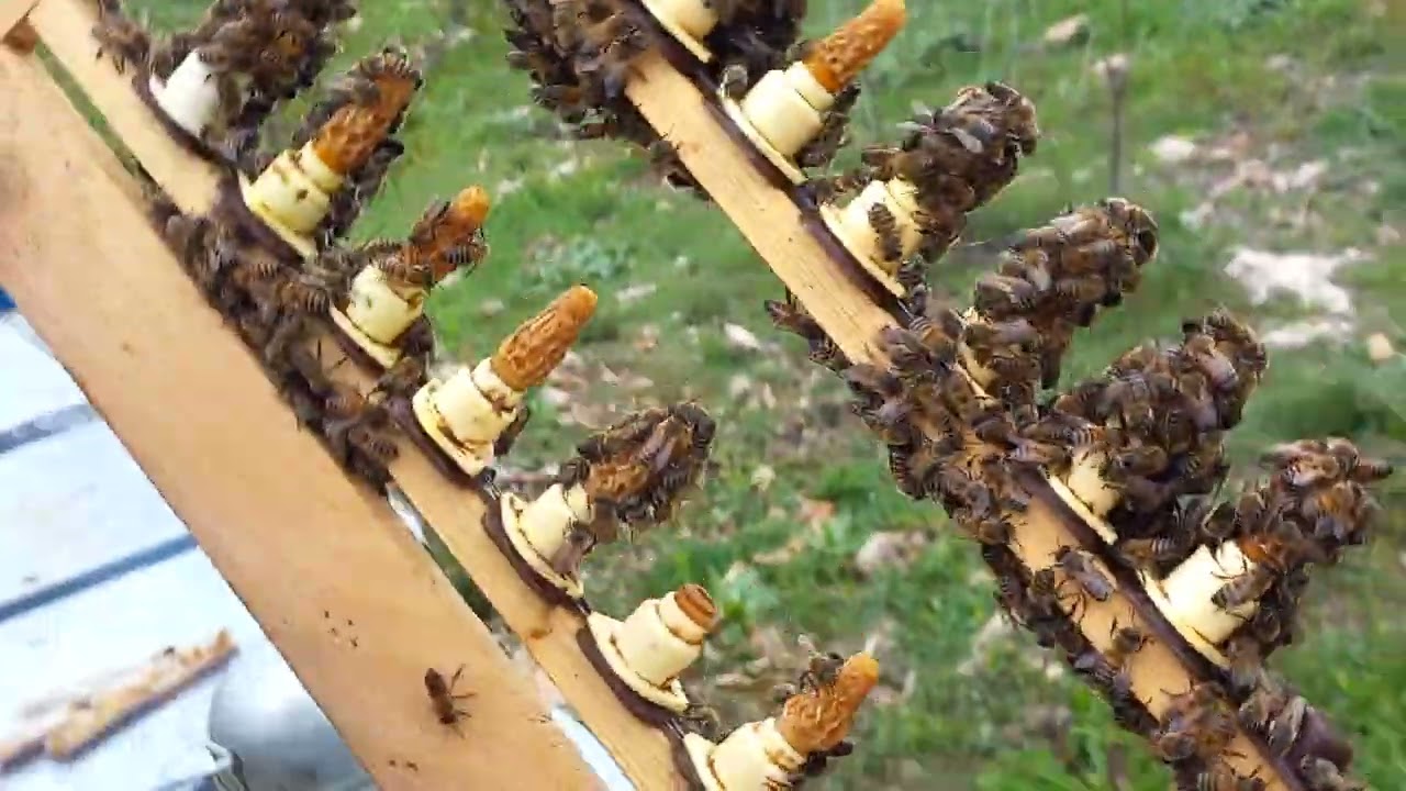 ANA ARI ÜRETİMİNDE İDEAL BAŞLATICI NASIL OLMALI ?