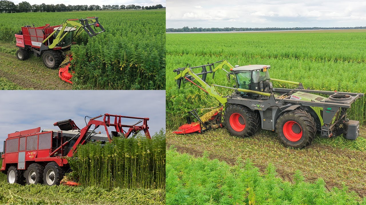 3x Hemp Bull | DunAgro Hemp Group | Claas Xerion 4000 | 2x Agrifac | Hemp harvest hennepoogst