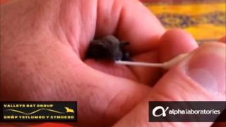 Micro Pastette Is Used To Feed A Baby Bat