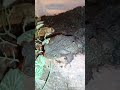 Cane #toad (Rhinella marina) #amphibian #animal #animals #animalshorts #pets #pets #amphibians