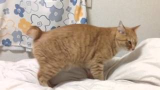 ティガ！フミフミからのおやすみ