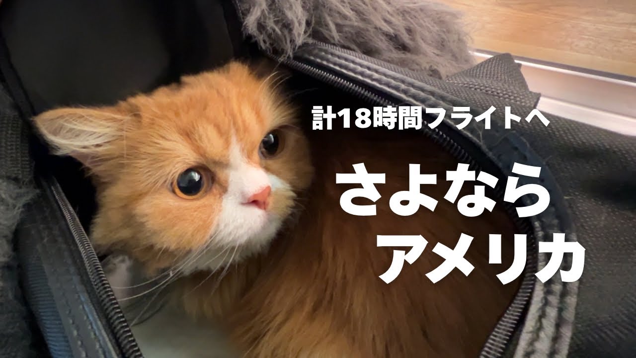 【misafafa様用】を渡り、米国で百年以上眠り続けた猫！ アメリカ駐在最終日、ついに日本へ帰国しました - YouTube