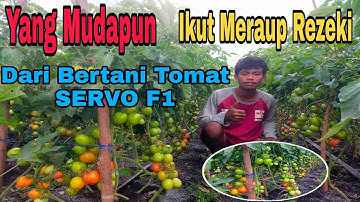 Meraup Untung Dari  Tanam Tomat SERVO F1
