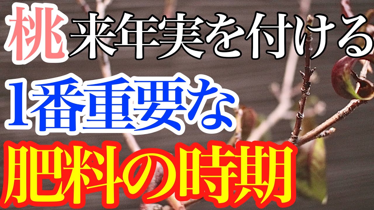 【桃】来年実を付けるために１番重要な肥料の時期を教えます