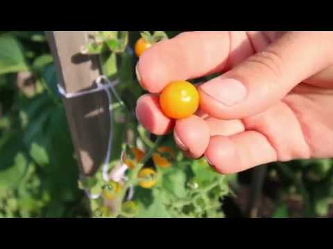 Harvesting Some of The Most Rare and Unique Heirloom Tomatoes