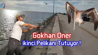 Gökhan Öner İkinci Pelikanı Tutuyor