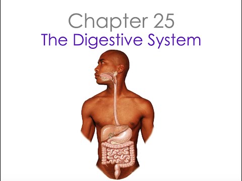 anatomy chapter 25 ~ digestive tract