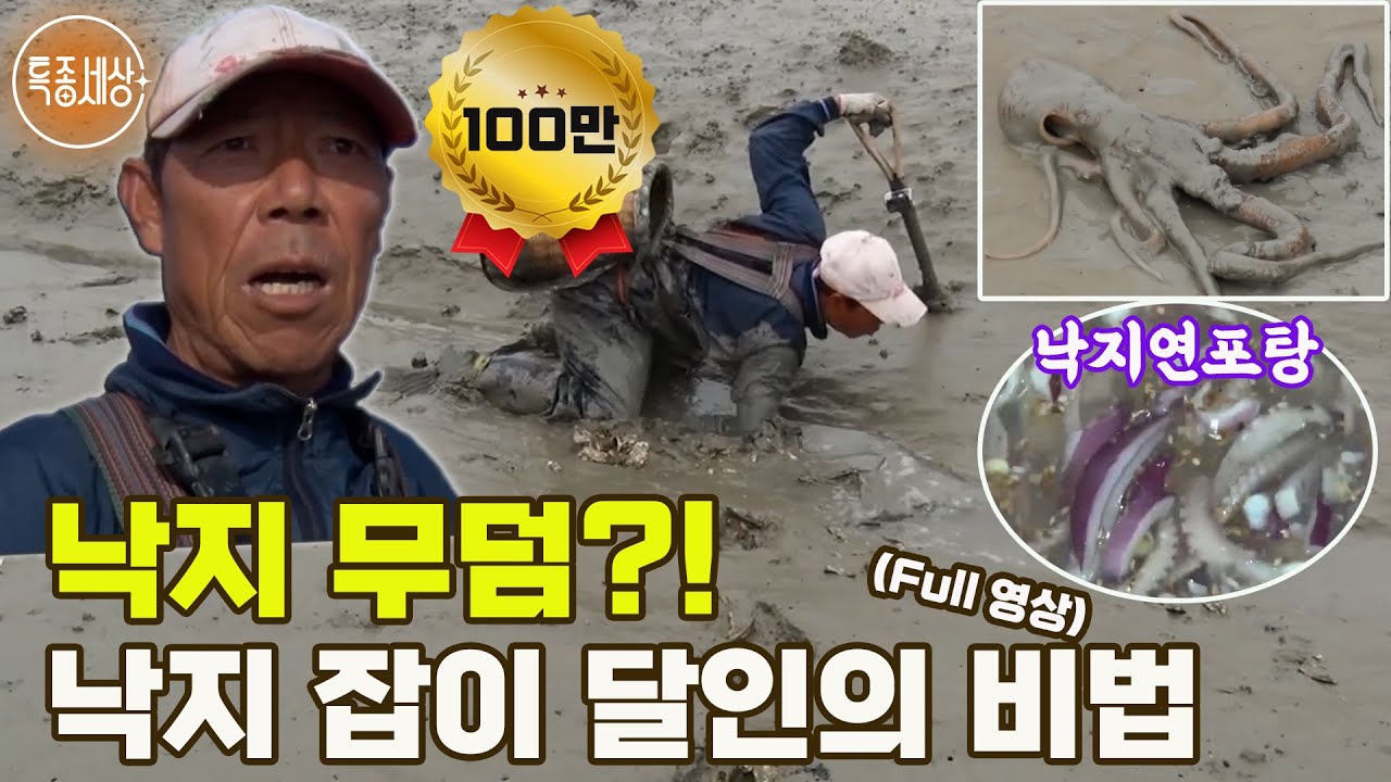 [특종세상] 낙지 무덤이 있다고?! 갯벌에 손만 넣으면 낚아 올리는 낙지 잡이 달인의 비법 MBN 181102 방송 [Full영상]