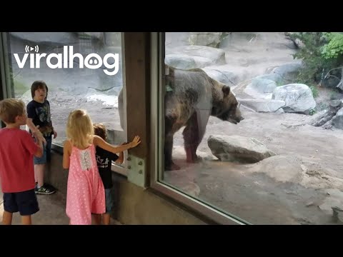 Bear Poops In Front of Kids || ViralHog