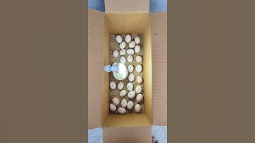 How to make incubator Chicken in home real box DIY
