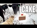 🐂 Cows eat Cake? What is Range Cake?