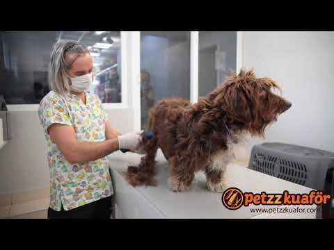Anestezisiz Köpek Tıraşı - Makine Tıraşı Nasıl Yapılır?