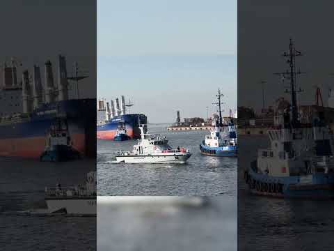Wal Alarm im Wismarer Hafen