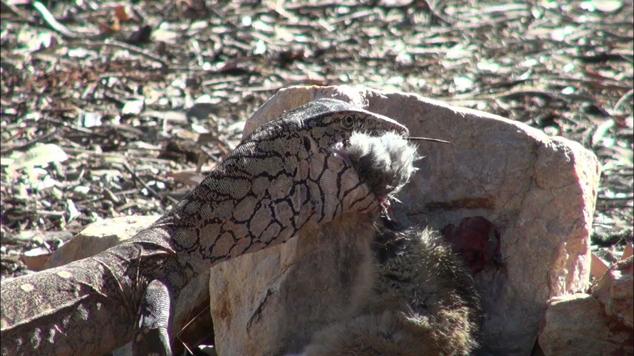 Monitor Lizards of Australia Monitor VS Rabbit Perentie (Varanus