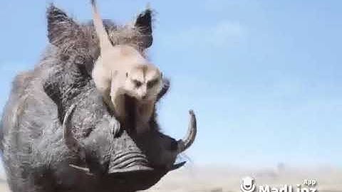 Long tieng bru Vân kiêu