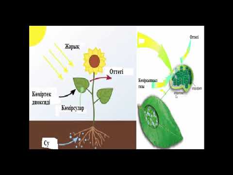 Бейне: Фотосинтез қай өсімдікте жапырақта емес, сабағында жүреді?