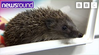 How to Keep Hedgehogs Safe this Summer 🦔 | Newsround