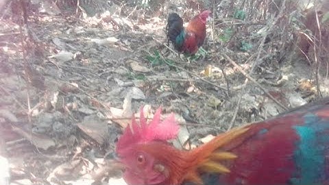 Cuab qaib qus hnub 19/2/2020 ...bẫy gà rừng mã đỏ lập công