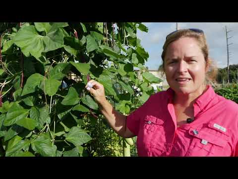 Video: What Crops Are Legumes