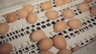 集卵関連商品｜養鶏システム｜東西産業貿易株式会社