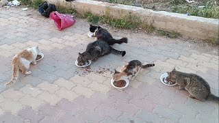 Street cats are hungry and need food