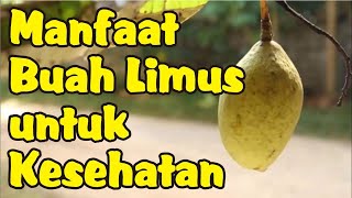Manfaat Buah Limus Bagi Kesehatan Tubuh