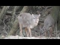 Blue Duiker hunt - East Cape Plains Game Safaris