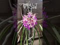 ひどい根腐れ株が送られてきて後悔していました…Seidenfadenia mitrataセイデンファデニア ミトラタ #orchid