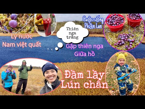 Video: Việt Quất đầm Lầy