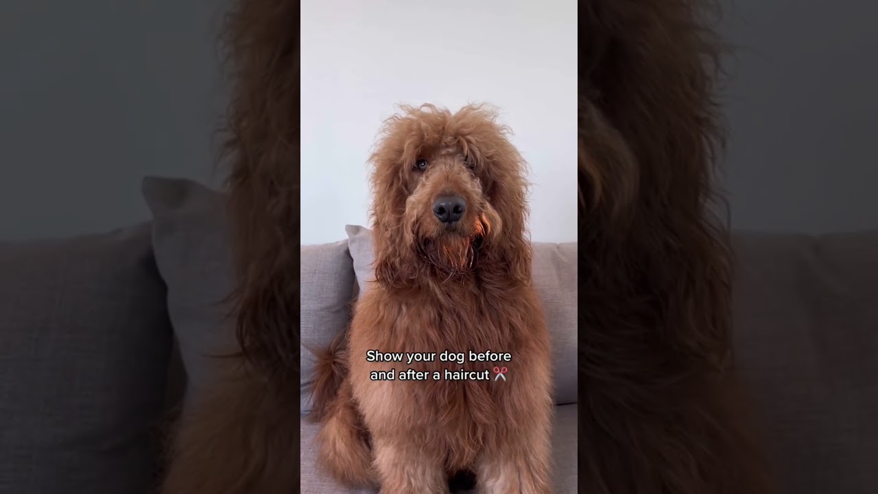 Goldendoodle grooming 