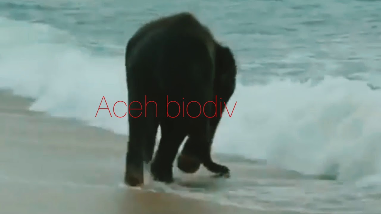 Lucu,,, anak gajah berenang di laut 
