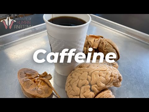 What Caffeine Does to the Body