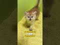 Diese Katze verrichtet ihr Geschäft auf ihrem eigenen Bett 🛏️😸
