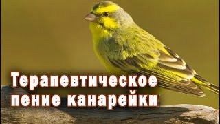 Пение Канарейки. Расслабляющее и успокаивающее пение птиц.