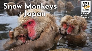 Snow Monkeys of Japan: January Primate of the Month by Apes Like Us 2,395 views 3 years ago 2 minutes, 58 seconds