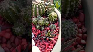 ?#like#creative#planter#cactus#fairytales#smallyoutuber#smallgarden#flowers#nature#subscribe#shorts