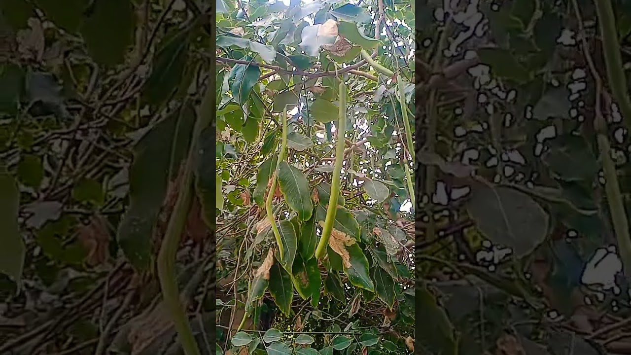 Cassia fistula fruit 