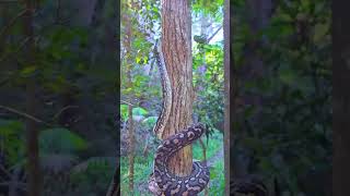 Watch how the carpet python climbs trees amazingly! 🐍 @rbglobaltrekker