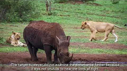 'Gang' of rhino poachers mauled to death by pride of lions after breaking into game reserve