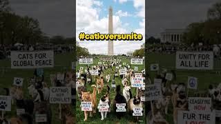 #purrsforpeace #catloversunite #catlovers #timeforchange #worldpeace