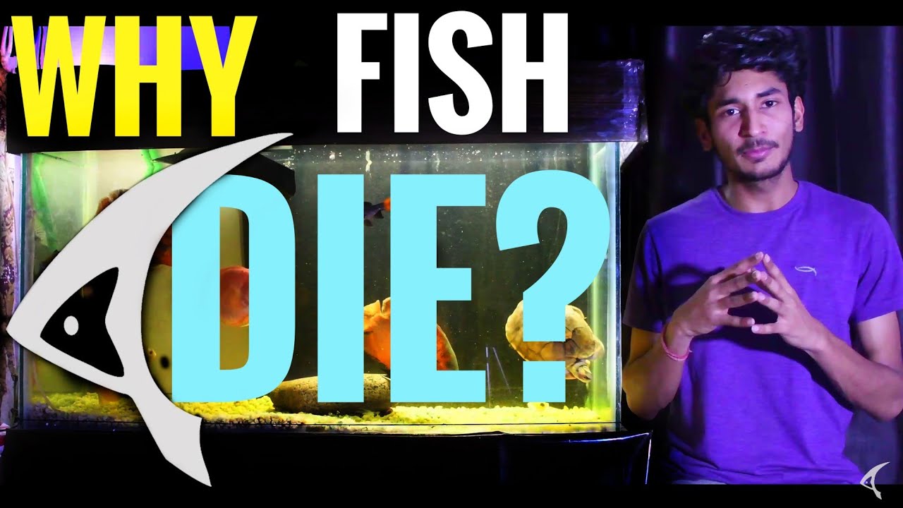 Why fish die in newly setup aquarium (Hindi) Why fish die when you are new in aquarium hobby