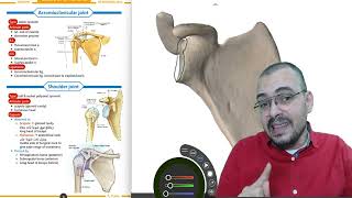 Shoulder 3 by Dr Mohamed Adel