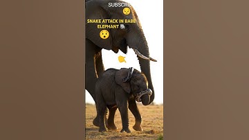 "Python Attacks Baby Elephant 🐘💔 | Jungle’s Most Emotional Moment" #ytshorts #elephant #snake #snake