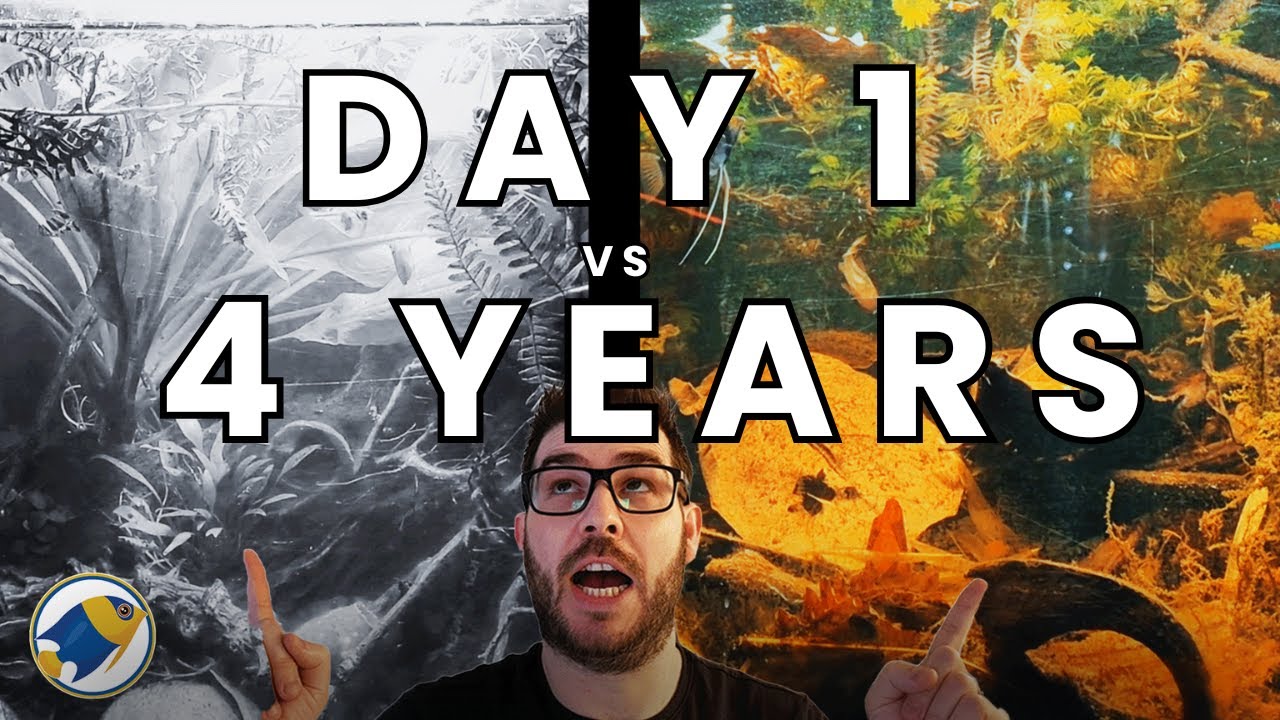 Day 1 vs 4 Years: This Blackwater Aquarium Shouldn’t Have Survived!
